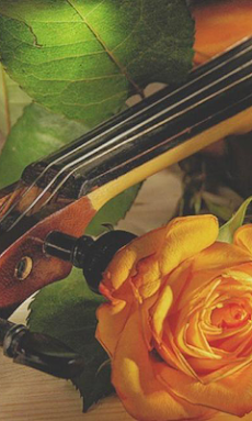 バイオリンバラの壁紙 Androidアプリ Applion