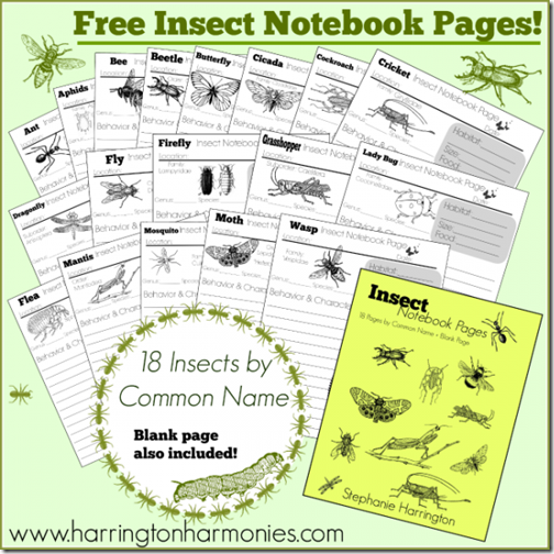 FREE Insect Worksheets for Kids FREE Insect Notebook Pages #writing #science #homeschool #education