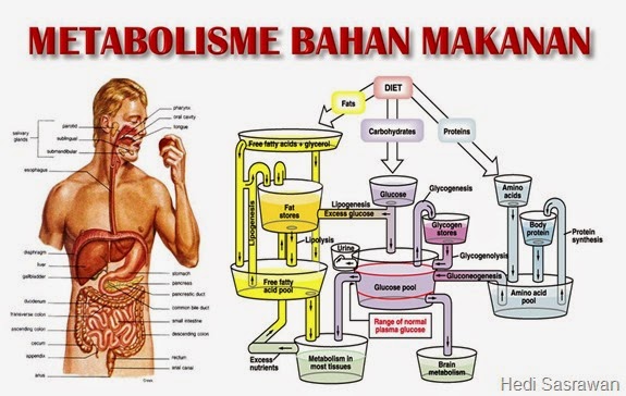 pengertian metabolisme