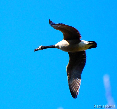 4. Canada goose DSC_0070