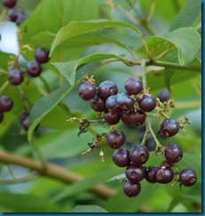 silky-dogwood-berries