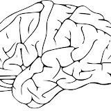 cerebro-t16581.jpg