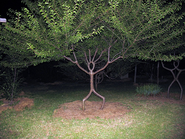 tree-shaping-14