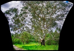 Autostitched Vertarama of the River Gum in HDR*