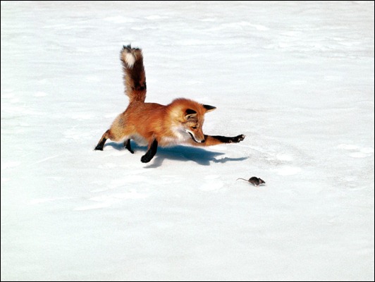 Chasing a Snack, Red Fox