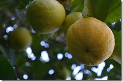 Lemonade fruit