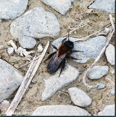 29-tiny-bee-or-mimic