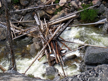 tree trunk dam