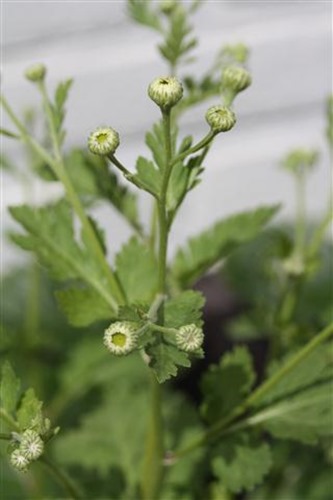 20100602 (3) (Small)