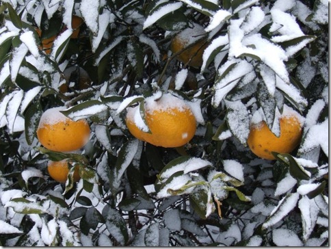 snow_oranges