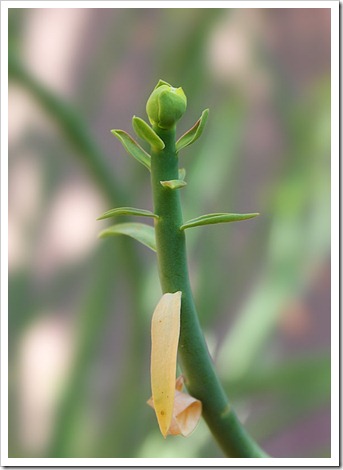 120308_Euphorbia-mauritanica