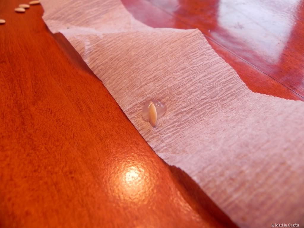 [seedtapeglue2.jpg]