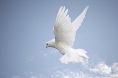 grief_counseling_dove-2012-12-14-19-23.jpg