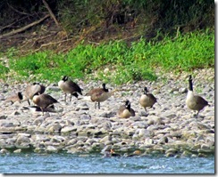 Cananda Geese waking up across the Susquehanna