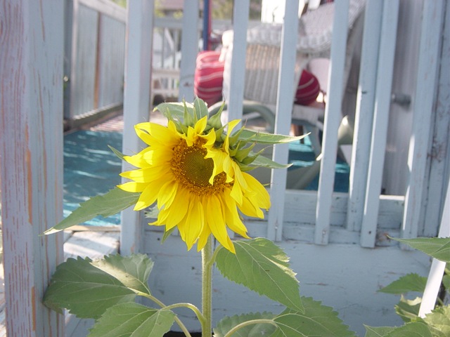 [sunflower110.jpg]