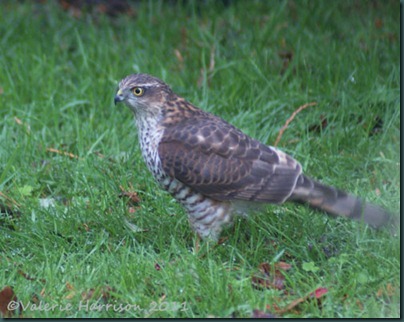 sparrowhawk