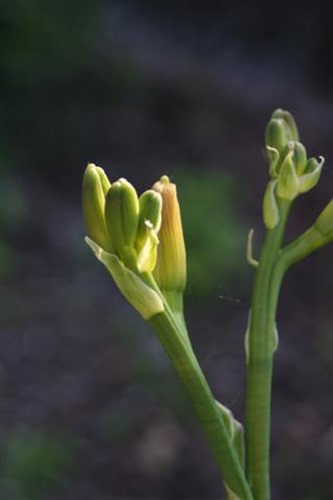 20100601 (3) (Small)