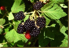 blackberries-hanging