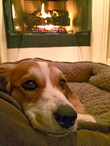 Dog by the fire