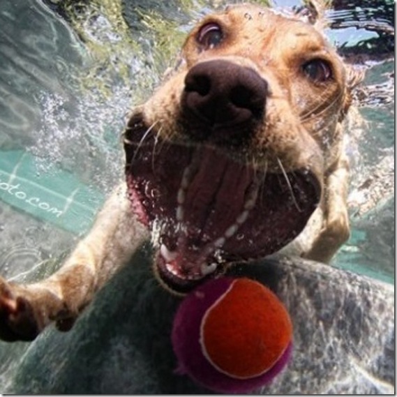 dog-underwater7