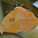 Seasonal Leafwing Butterfly