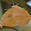 Seasonal Leafwing Butterfly