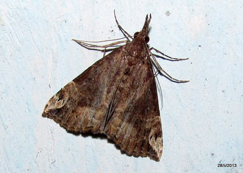 Erebidae, Hypeninae