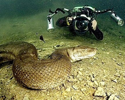 [cobra%255B5%255D.jpg]