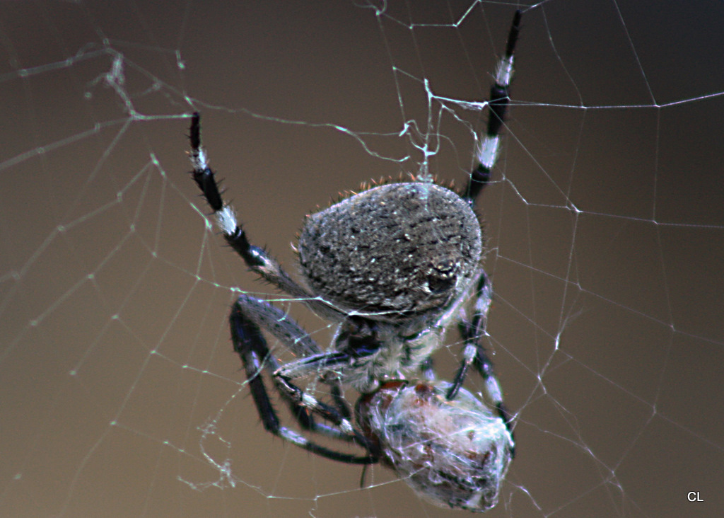 Garden Orb-weaving Spider
