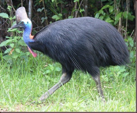 Amazing Animal Pictures The cassowary (9)