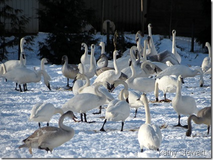Swans galore