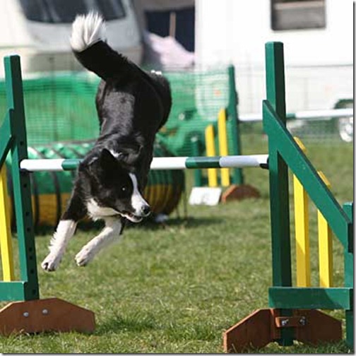 Border Collie dog agility