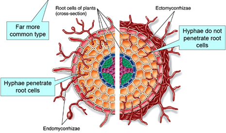Endomycorrhizae and  Ectomycorrhizae
