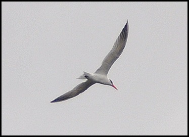 05d - Nine Mile Pond for Lunch -  Caspian Tern