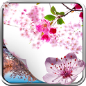 Sakura Live Wallpaper icon