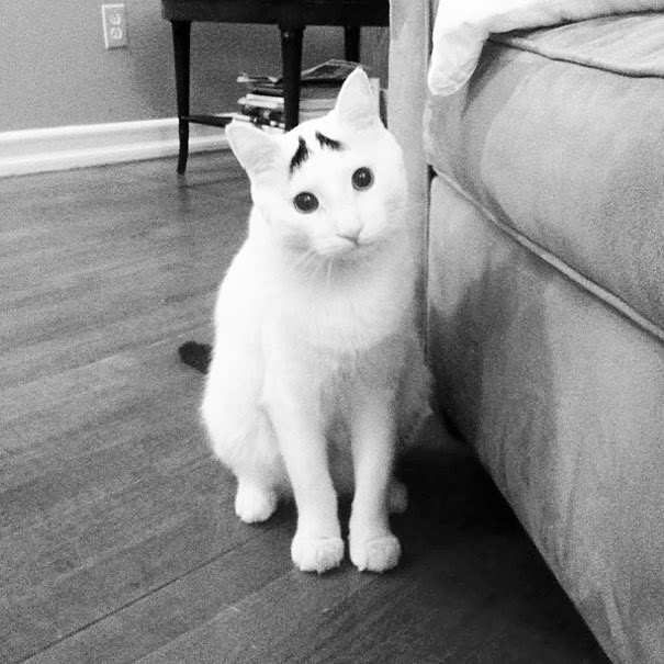 [gatos%2520con%2520manchas%2520cosasdivertidas%2520info%2520%25286%2529%255B2%255D.jpg]