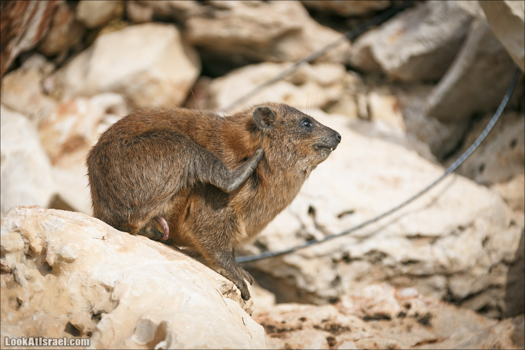 Даманы - израильские родственники слонов | LookAtIsrael.com - Фото путешествия по Израилю
