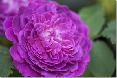 Centifolia Rose01