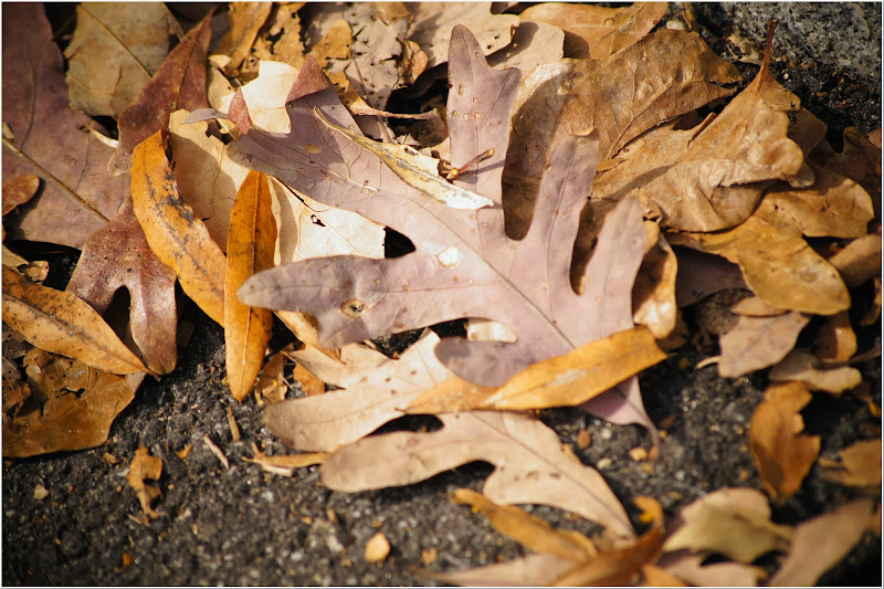 dried-leaves-free-pictures-1 (2521)
