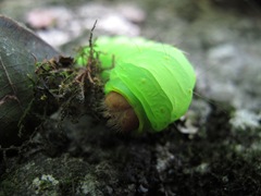 Polyphemus caterpillar head