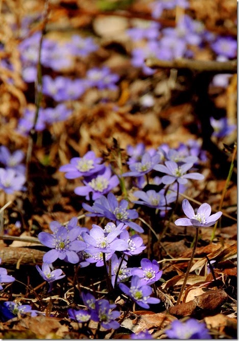 violett 1