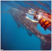 Плаваем с китовыми акулами. Канкун. Мексика. www.timeteka.ru