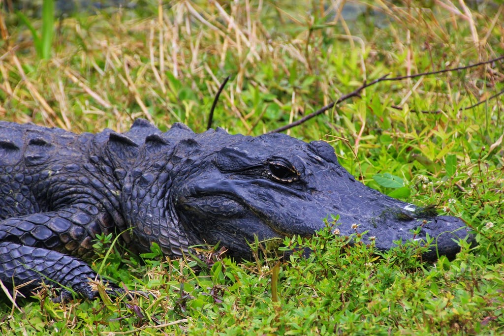 [Alligator-Everglades-25.jpg]