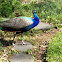 indian peafowl