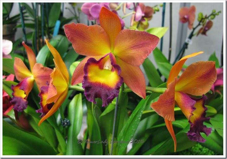 02-08-orchids10