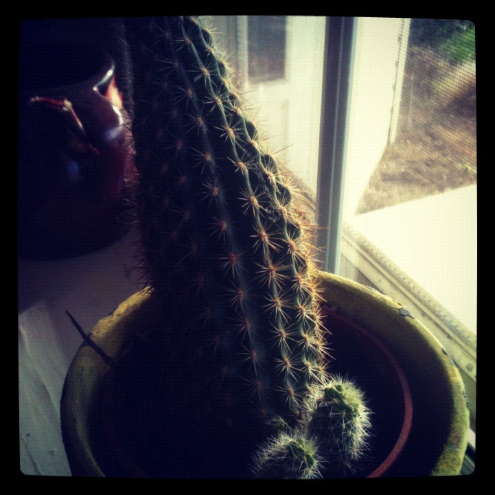 [cactus4.jpg]