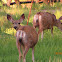 Mule Deer