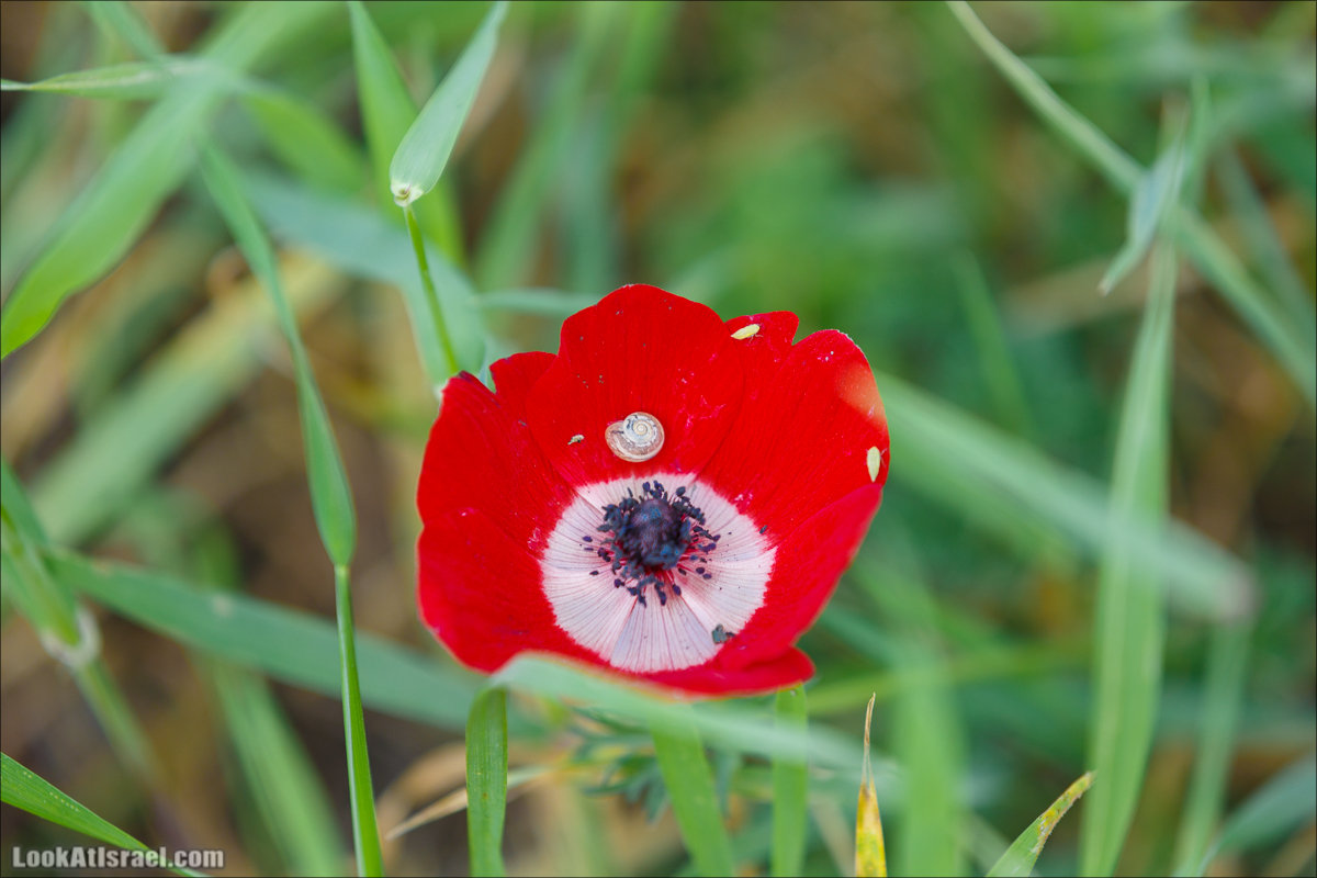 Анемоны (каланиет) пустыни Негев - Фестиваль Даром Адом в LookAtIsrael.com - Фото путешествия по Израилю | Red South festival of anemones in Negev | דרום אדום - קלניות בבארי