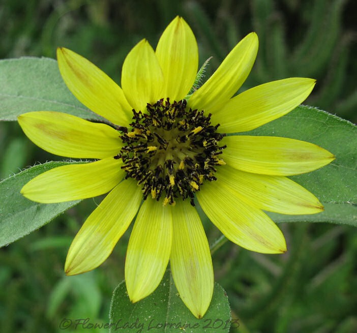 [06-23-sunflower%255B14%255D.jpg]