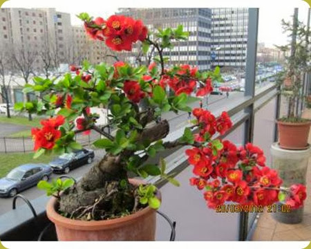 Hobby Bonsai: Il Cotogno da fiore è, tra i bonsai a precoce fioritura  primaverile, uno dei più belli e facili da coltivare.